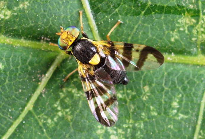 Rhagoletis cingulata