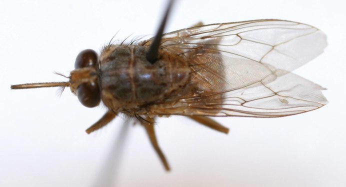 Bactrocera dorsalis