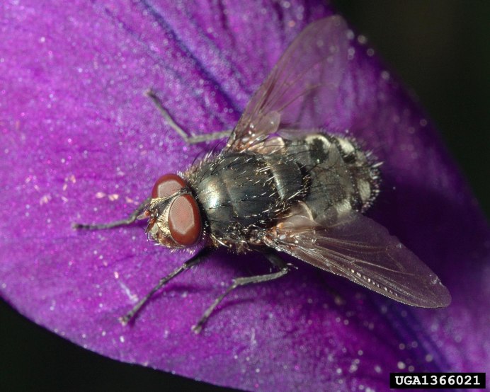 Rhagoletis Cerasi