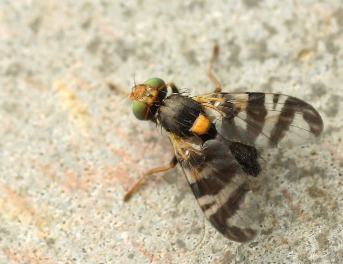 Восточная Вишневая Муха Rhagoletis cingulata Loew.