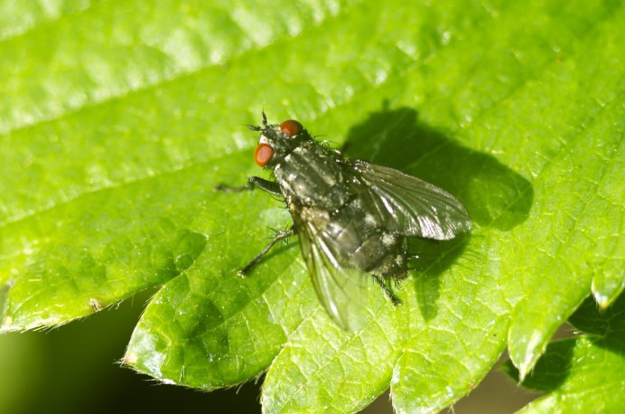 Восточная Вишневая Муха Rhagoletis cingulata Loew.