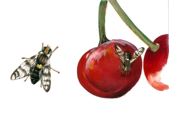 Восточная Фруктовая Муха Bactrocera dorsalis Hend