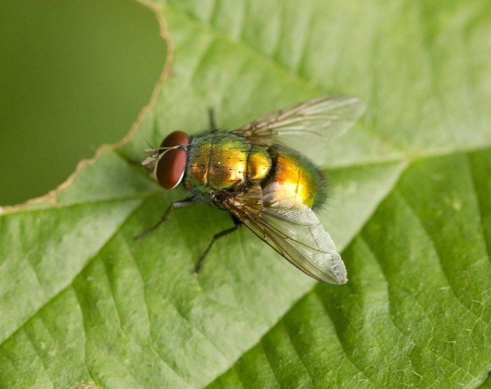 Rhagoletis Cerasi