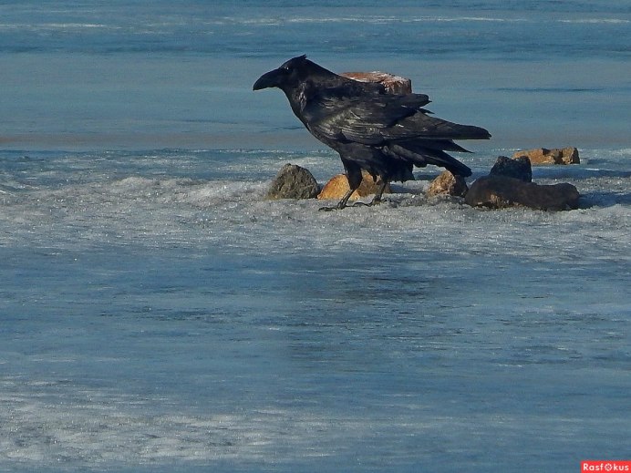 Грач (птица)