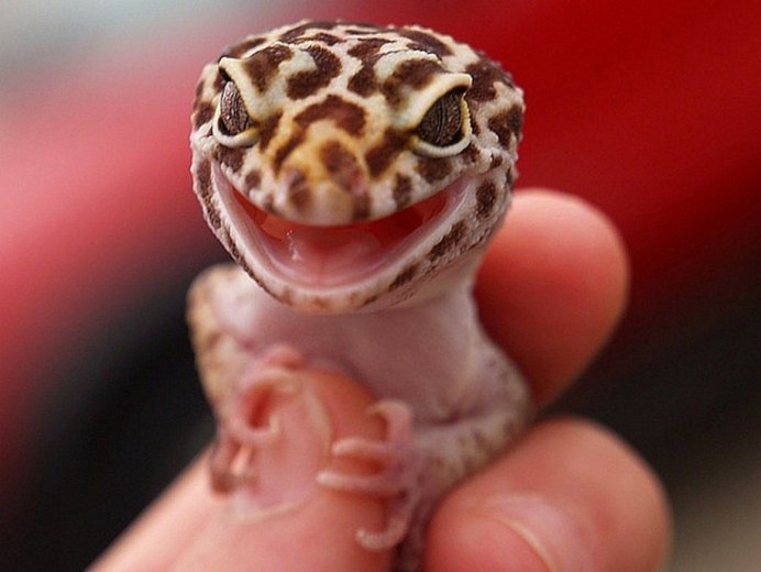 Leopard Gecko Tremper Albino