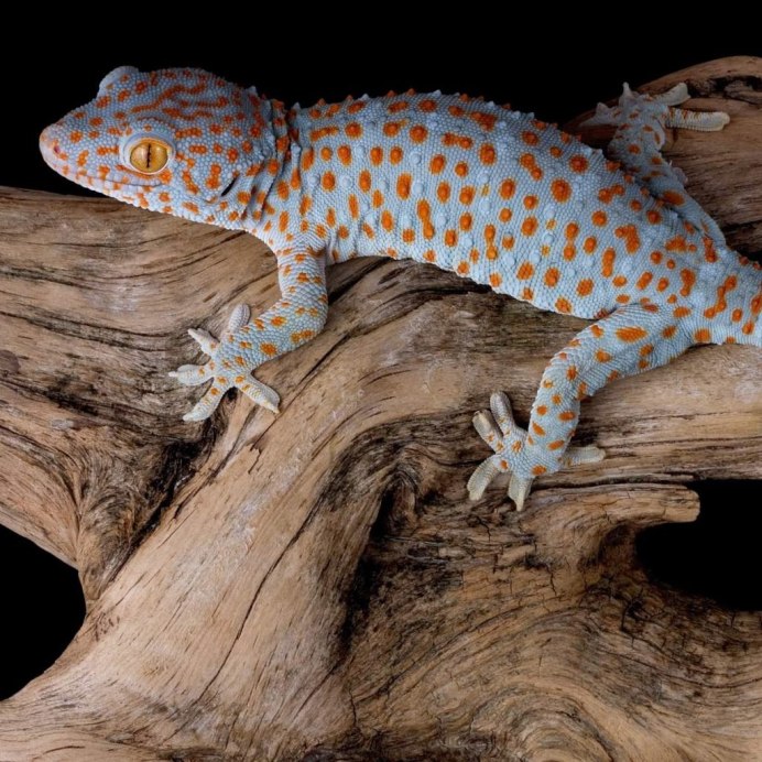 Eublepharis macularius