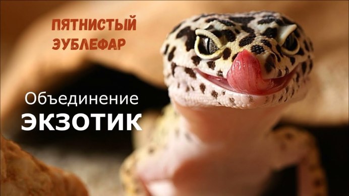 Ящерица геккон эублефар