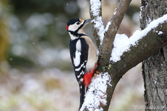 Дятел на сосне