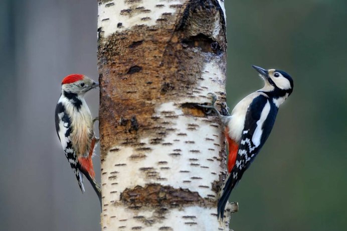 Синица Лазаревка в лесу