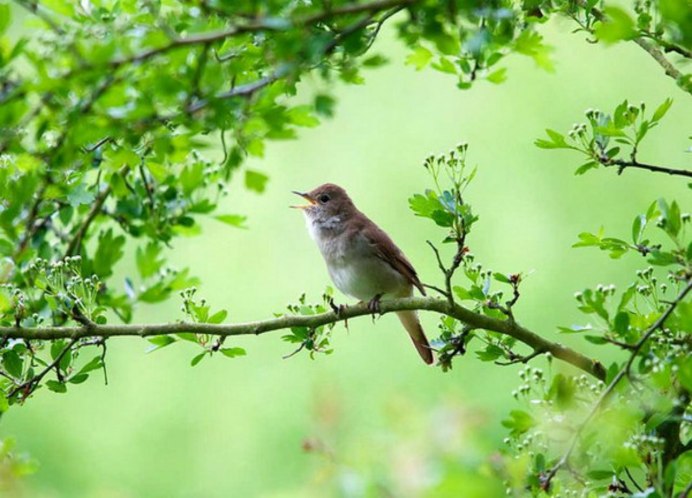 Клёст-еловик и клёст-Сосновик