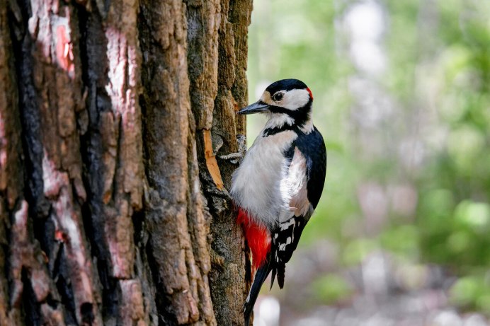 Птицы русского леса