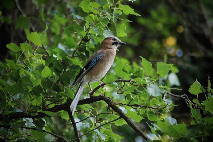 Птицы в лесу