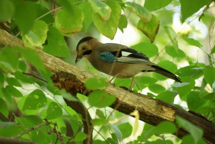 Желтогрудый дятел