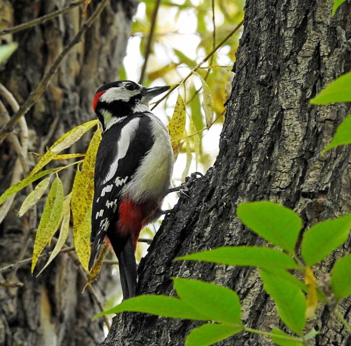 Дятлы Дрозды синицы