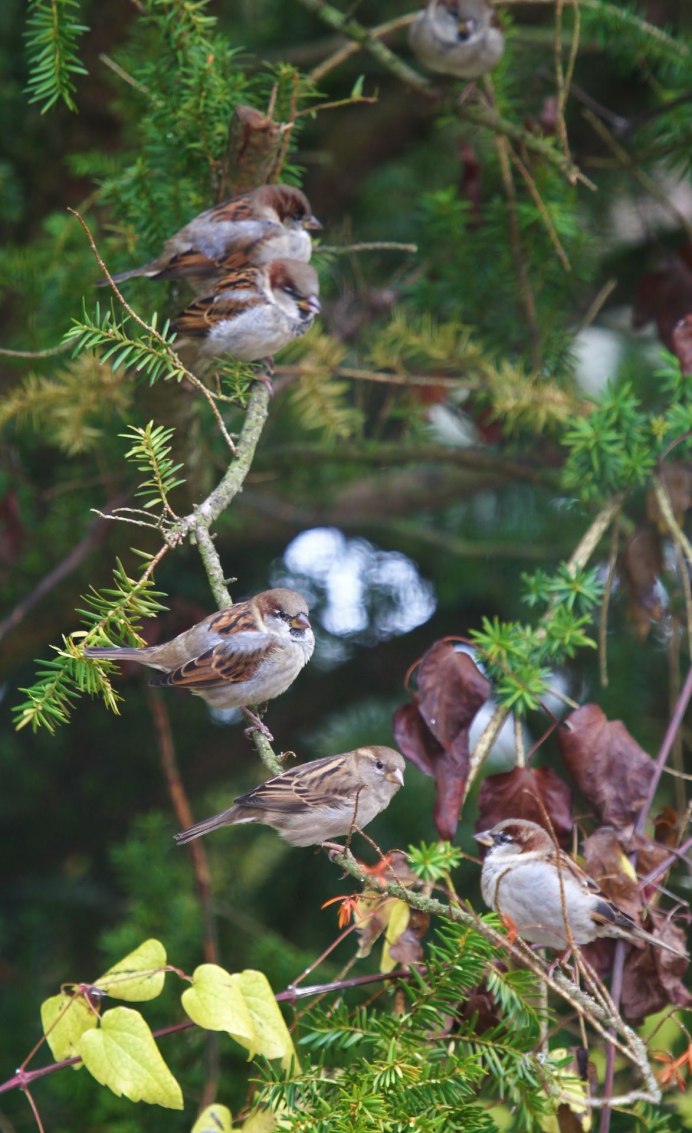 Птицы весной в лесу