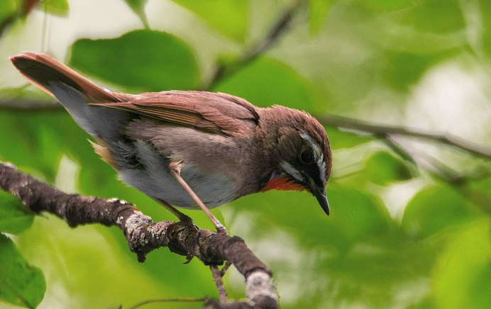 Белоспинный дятел - Dendrocopos leucotos (Beach.)