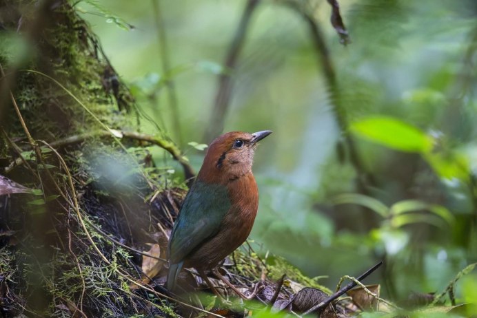 Птицы в лиственном лесу