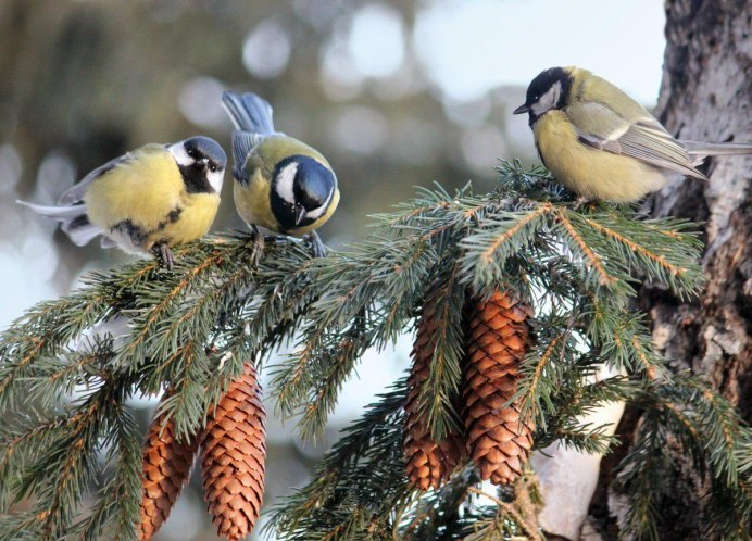 Птицы летом в лесу
