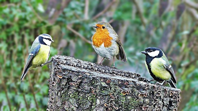 Сосновая Сойка