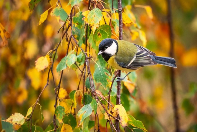 Снегирь и синица