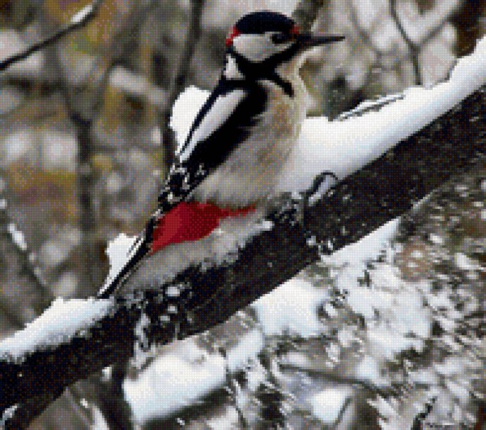 Птицы в лесу