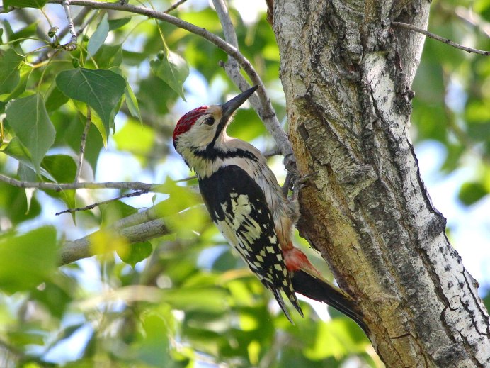 Птица небольшая в лесу