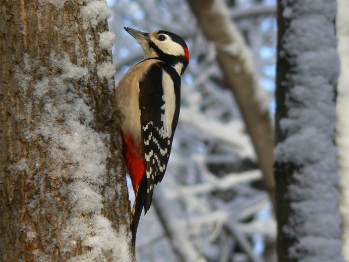 Синица лазоревка зимой