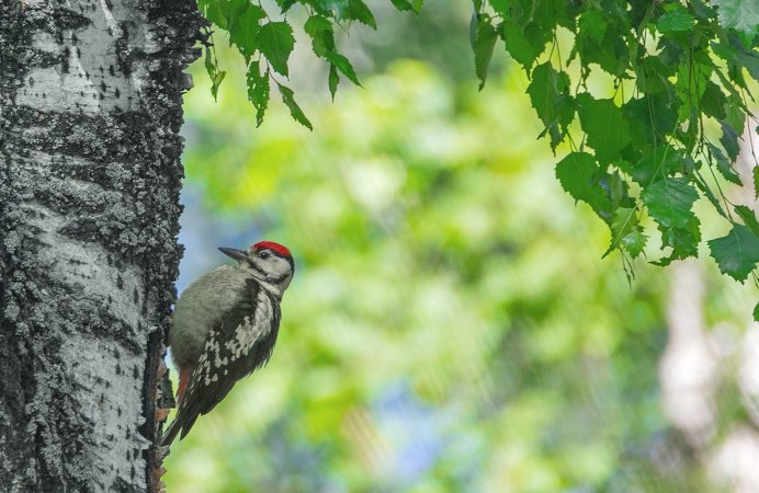 Птицы умеренного пояса