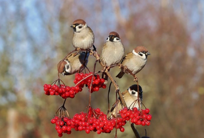 Обыкновенная Кукушка