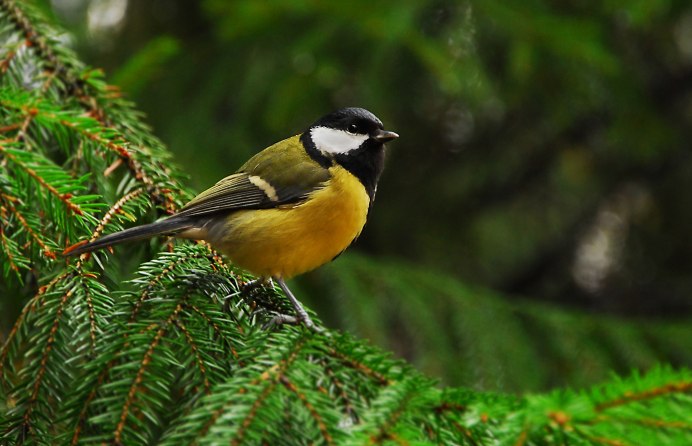 Природа пение птиц