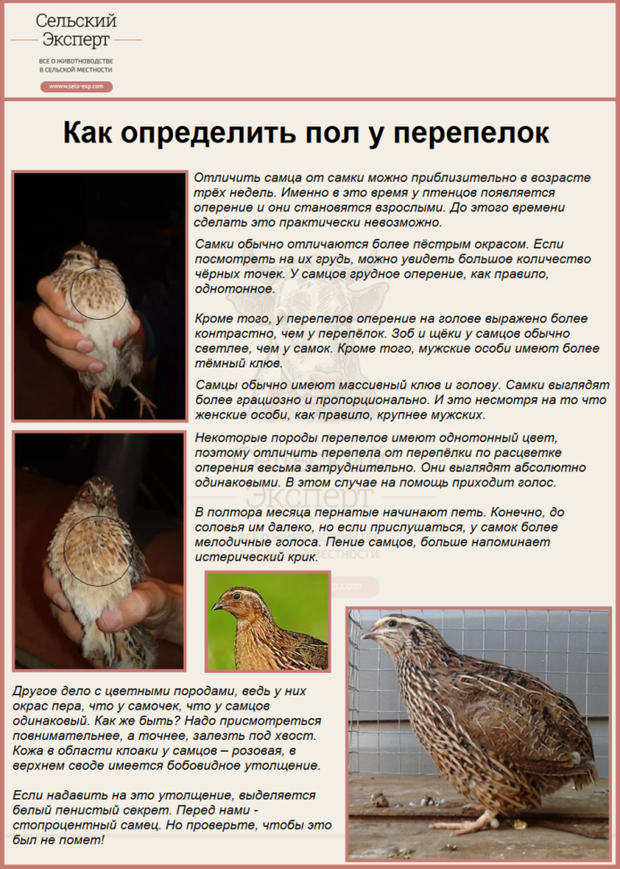 Перепела . Описание породы характеристика