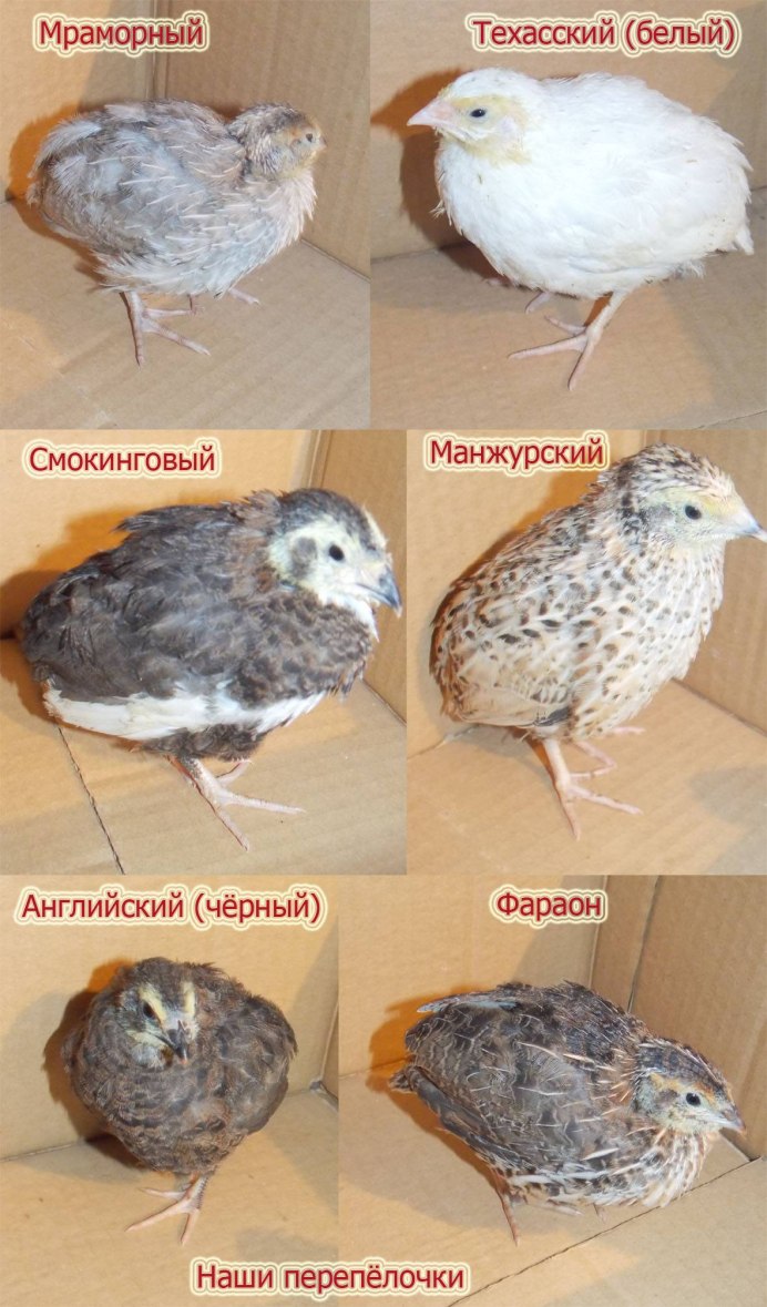 Калифорнийский горный перепел