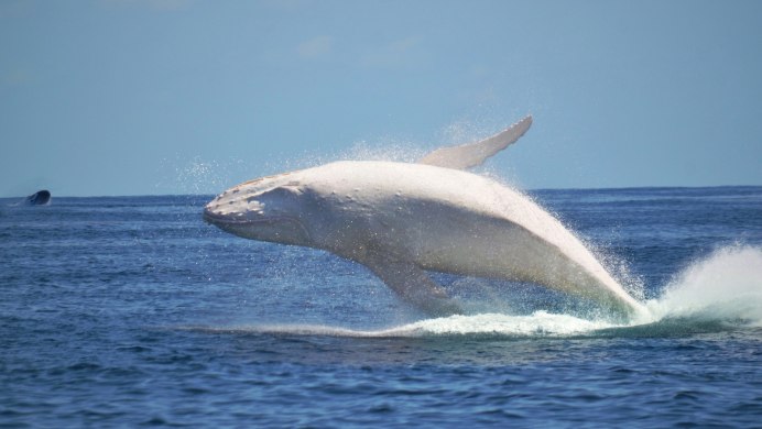 Белый кит Мигалу