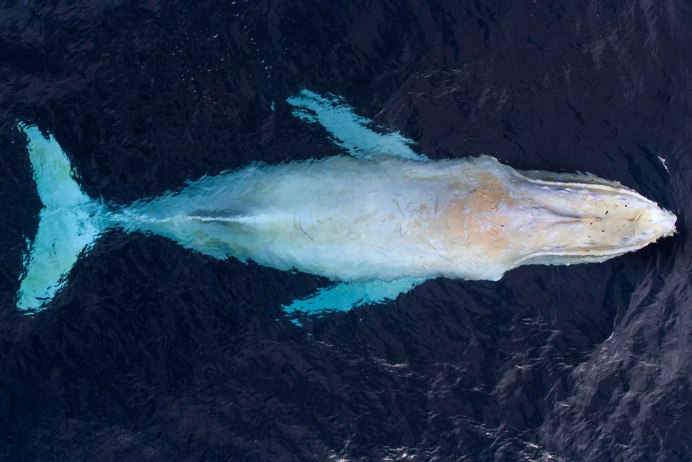 Горбатый кит Мигалу