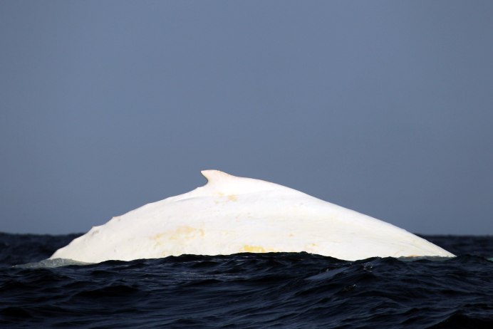 Горбатый кит Мигалу