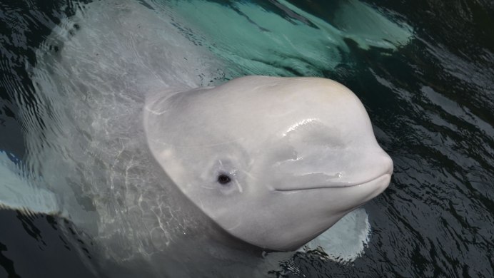 Кашалот альбинос