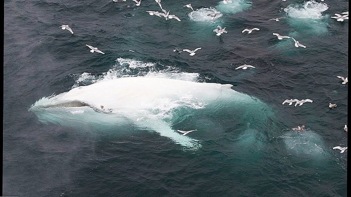 Горбач альбинос