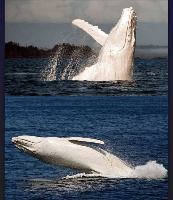 Migaloo альбинос