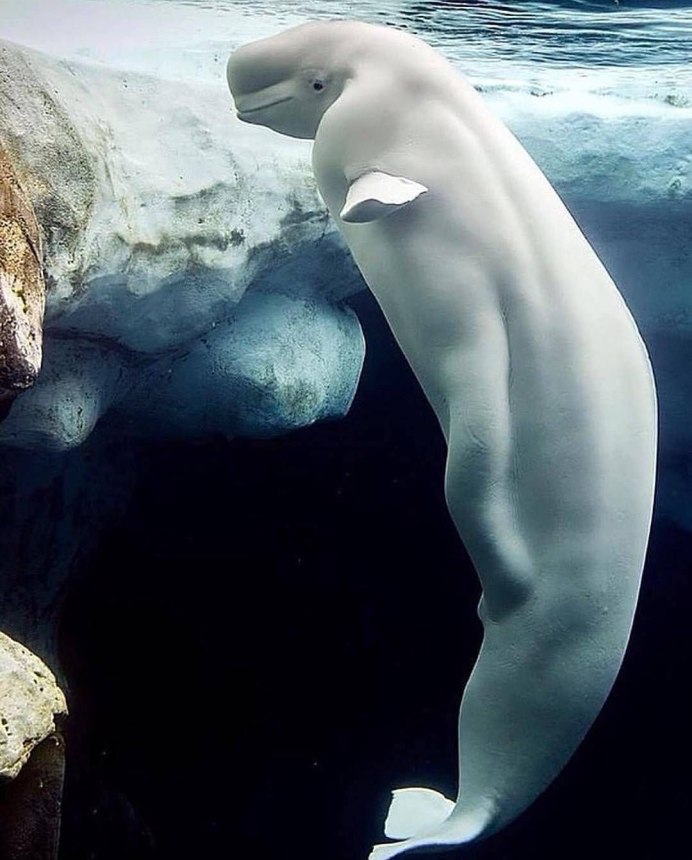 Белый кит Белуха