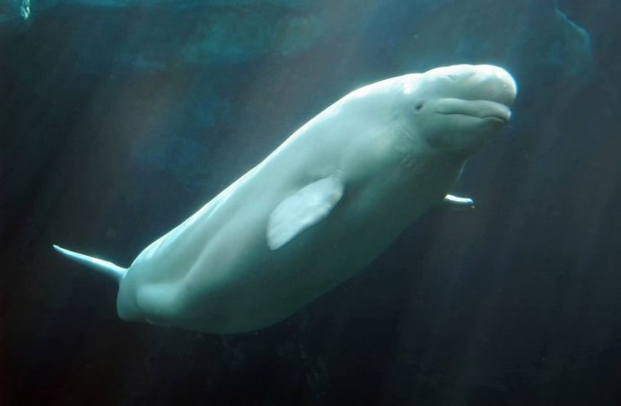 Белуга альбинос