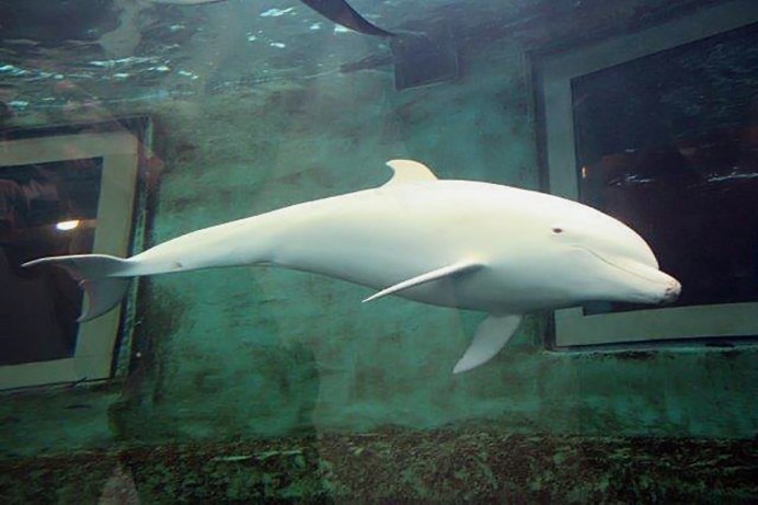 Белуга рыба Дельфин