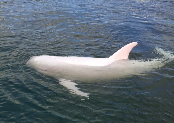 Русалку выбросило на берег