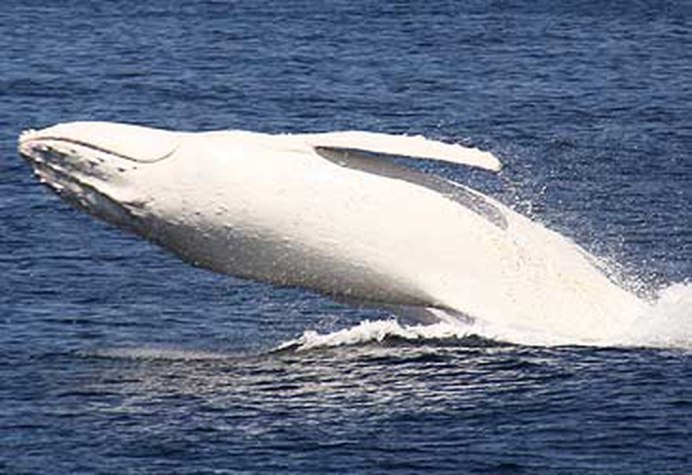 Кит Горбач альбинос