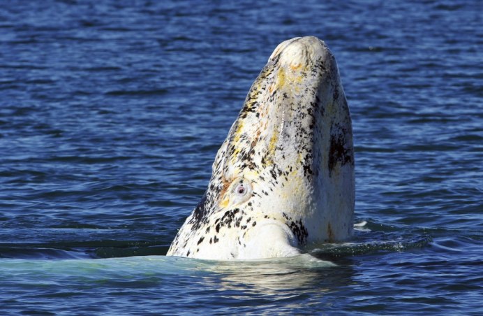 Кит альбинос в Австралии