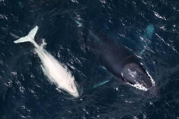 Кит Горбач альбинос