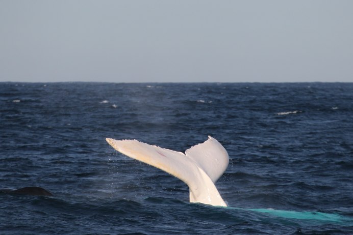 Русалку выбросило на берег