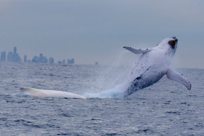 Белуга альбинос