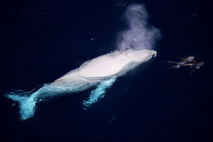 Кит Горбач альбинос