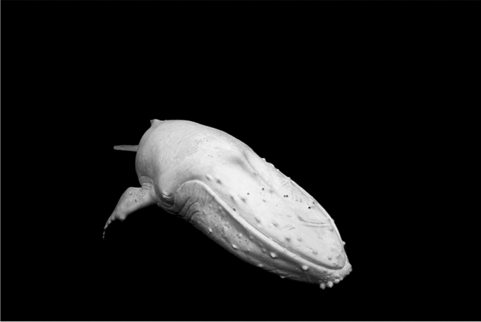 Горбатый кит Мигалу