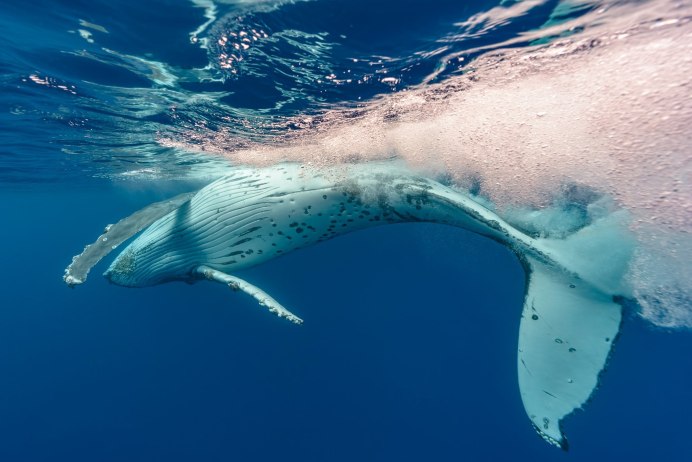 Кит Кашалот альбинос